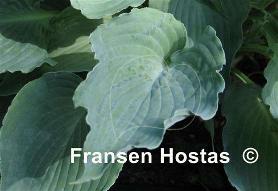 Hosta River Dance